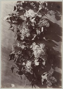 Flower Study with Branches