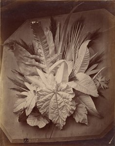 Leaf Arrangement