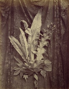 Study of Leaves on a Background of Floral Lace by Charles Aubry