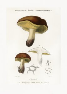 Mushroom (boletus Circinans)