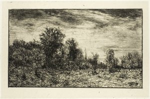 Edge of a Wood, under Cloudy Sky