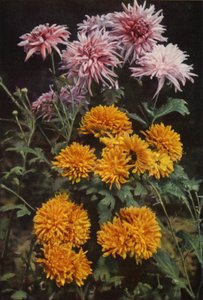 Border Chrysanthemums