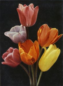 May Flowering Tulips by Charles Essenhigh Corke
