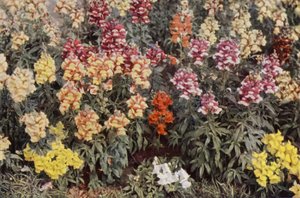 Snapdragons