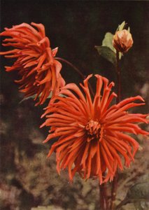 The Cactus Dahlia "Brisbane" by Charles Essenhigh Corke