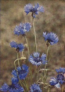 Wild Flowers: Cornflower