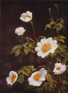Wild Flowers: Field Rose