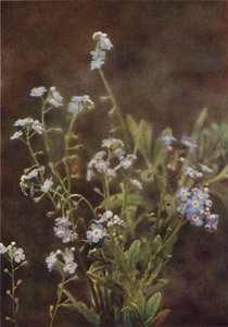 Wild flowers: Forget-Me-Not