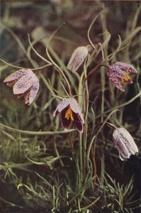 Wild Flowers: Fritillary