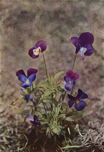 Wild flowers: Heartsease