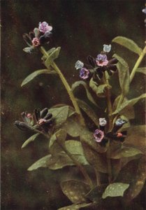 Wild Flowers: Lungwort