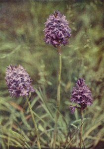 Wild flowers: Pyramid Orchis