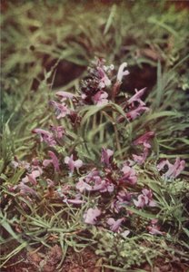 Wild flowers: Red Rattle