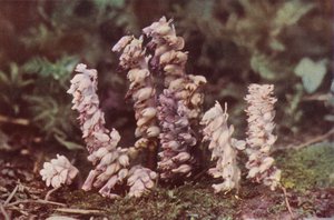 Wild Flowers: Toothwort by Charles Essenhigh Corke