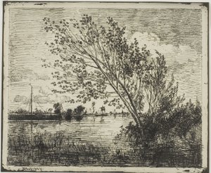 Clump of Alder Trees
