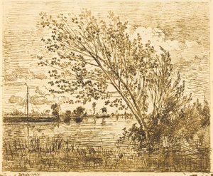 Stand of Alders