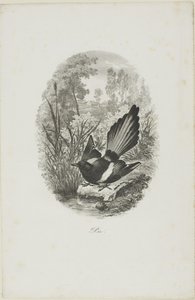 The Magpie