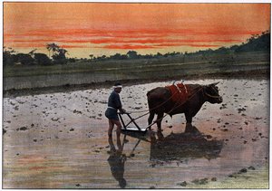 Preparation of a Rice Plantation in Japan, c1890