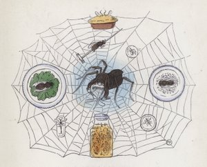 Spider in its web surrounded by food by Charles Henry (after) Bennett