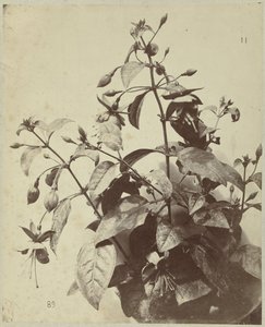 Flower Still Life with Fuchsia