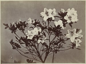 Flower Still Life with Lilies
