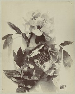 Flower Still Life with Peonies