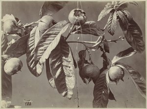 Still Life with Medlars