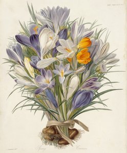 Spring Crocuses, from Transactions of the Horticultural Society, London, vol VII, 1830