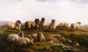Welsh Black-Faced Sheep by Charles Jones