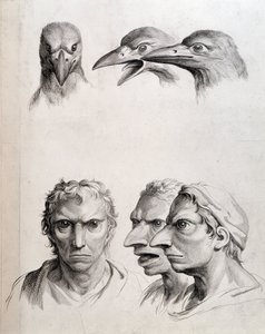 Profiles of Bird and Man-Bird - by Lebrun, in Treats of the Physiognomy of Man Compared to That of Animals by Charles Le Brun