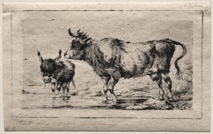 Cow and Ass