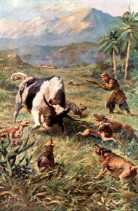 Hunting Wild Cattle in Haiti