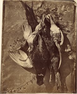 Still Life of Game Bird with Feathers by Charles Nègre