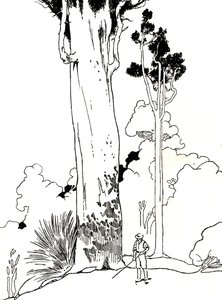 A Kauri Tree by Charles Robinson