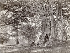 A Gentleman Sitting Beneath a Large Native Tree in British Ceylon, Now Called Sri Lanka, 1880s by Charles T Scowen and Co