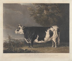 West Highland Heifer Kyloe by Charles Turner