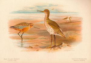 Bar-Tailed Godwit Limosa rufa, Common Redshank Totanus