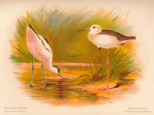 Common Avocet Recurvirostra avocetta, Common Stilt Himantopus melanopterus