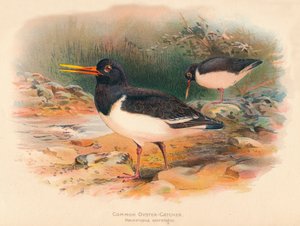 Common Oyster-Catcher Haematopus ostralegus