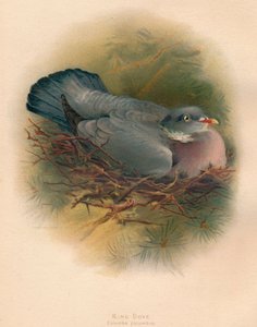 Ring Dove Columbs palumbus