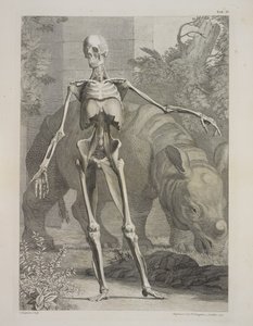 Skeleton and Rhinoceros, Tables of the Skeleton and Muscles of the Human Body, by Bernhard Siegfried Albinus by Charles the Elder Grignion
