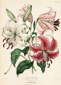Japanese lily varieties, Lilium specioseum by Charlotte Caroline Sowerby