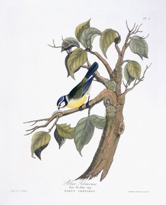 Blue Titmouse