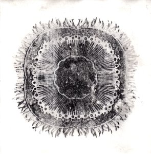 Plant Cells
