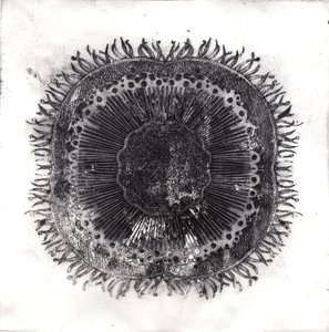 Plant Cells