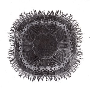 Plant Cells