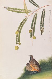 Barred Buttonquail, from Drawings of Birds from Malacca, c.1805-18 by Chinese School