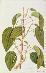 Betel Leaf, from Fifty-Five Drawings of Medicinal Plants of Malacca, Volume 1, c.1805-18 by Chinese School