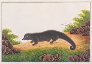 Binturong, from Drawings of Animals, Insects and Reptiles from Malacca, c.1805-18