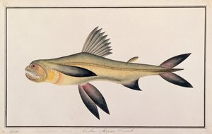 Bombay Duck, from Drawings of Fishes from Malacca, c.1805-18